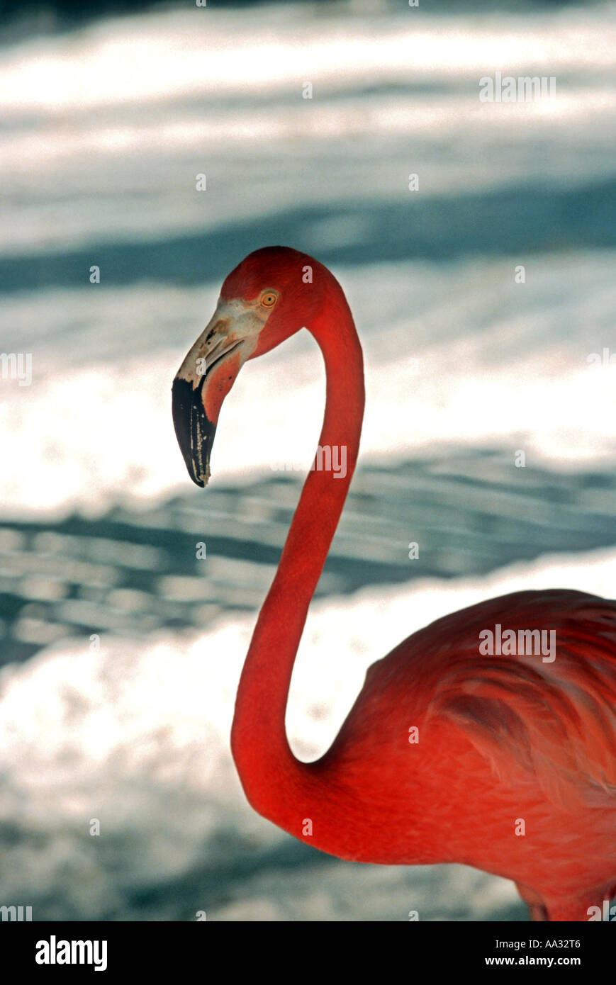 Aruba Caribbean Island Oranjstadt pink flamingo on beach Stock Photo ...