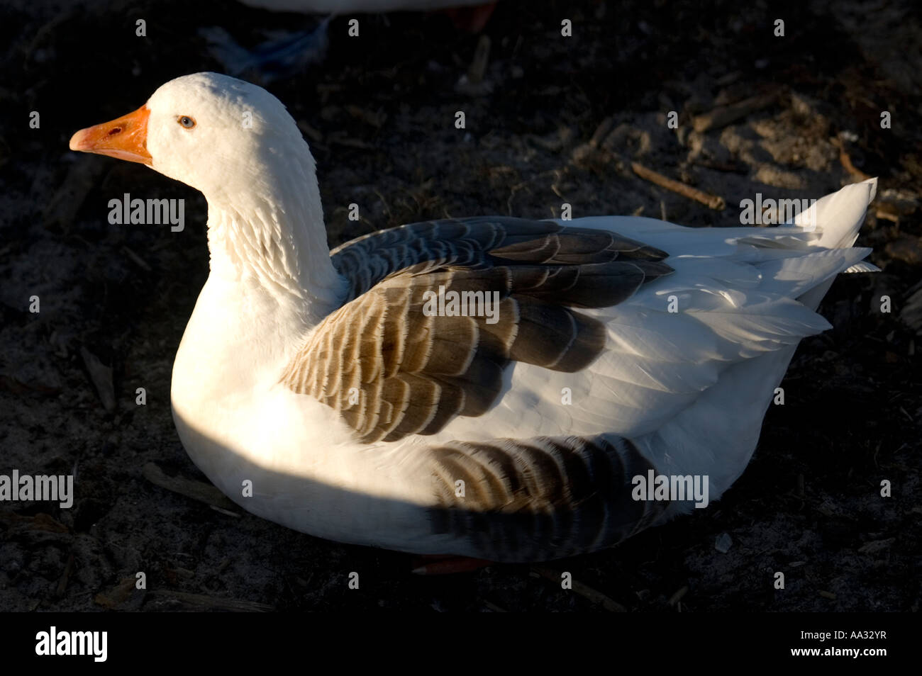 West Of England Goose Stock Photo