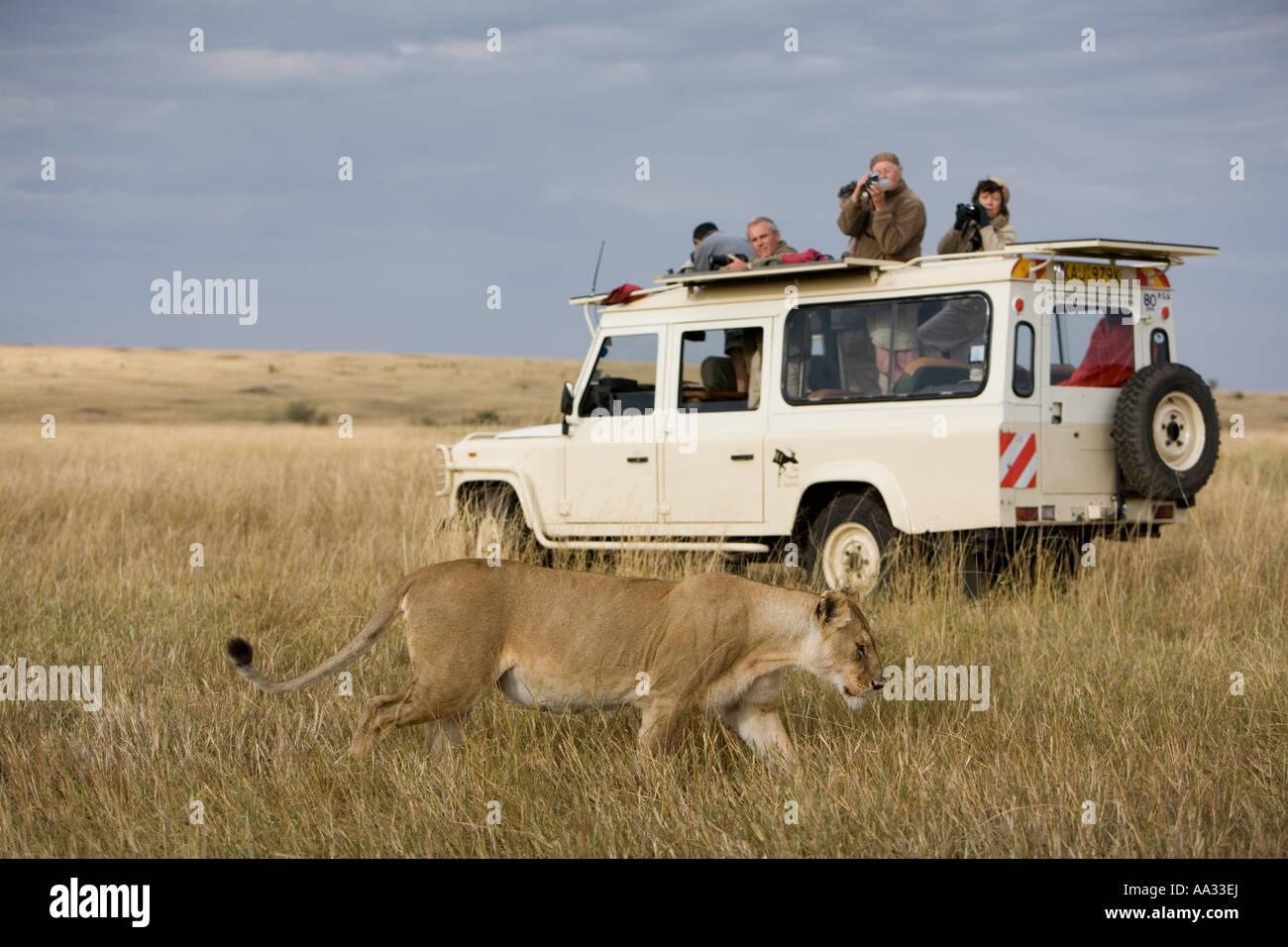 Africa Kenya Masai Mara Game Reserve Lioness Panthera leo walks past ...