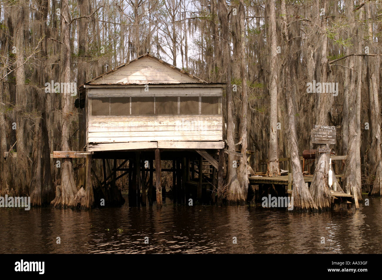 Cypresses trees and spanish moss. Swamp land, Caddo Lake, Texas, USA Stock Photo