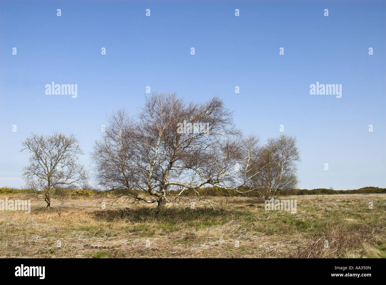 Birch trees betula pendula growing on coastal heathland norfolk UK April Stock Photo
