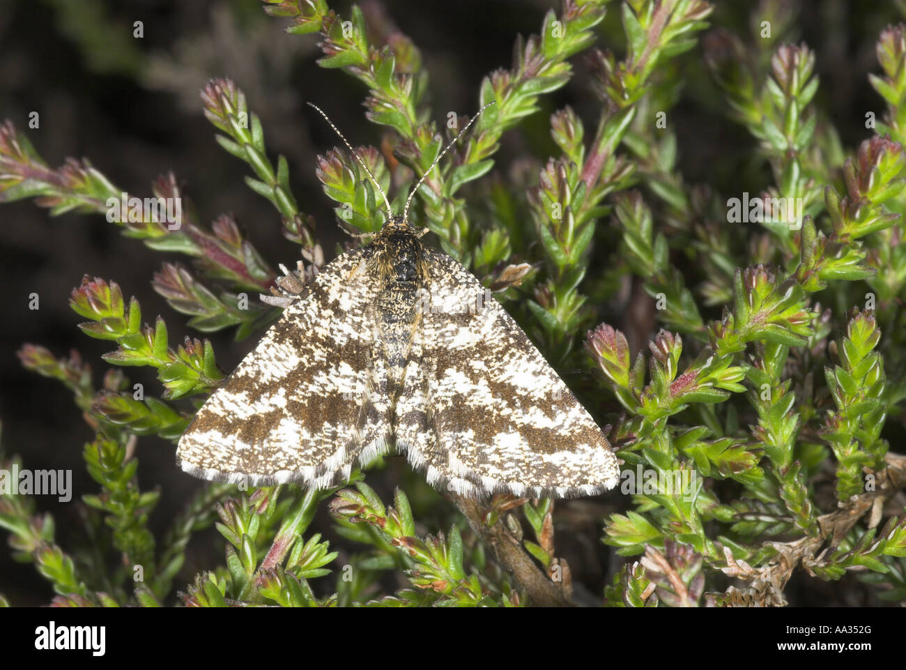 Moth Common Heath ematurga atomaria at rest on heather species Exmoor Somerset UK may Stock Photo
