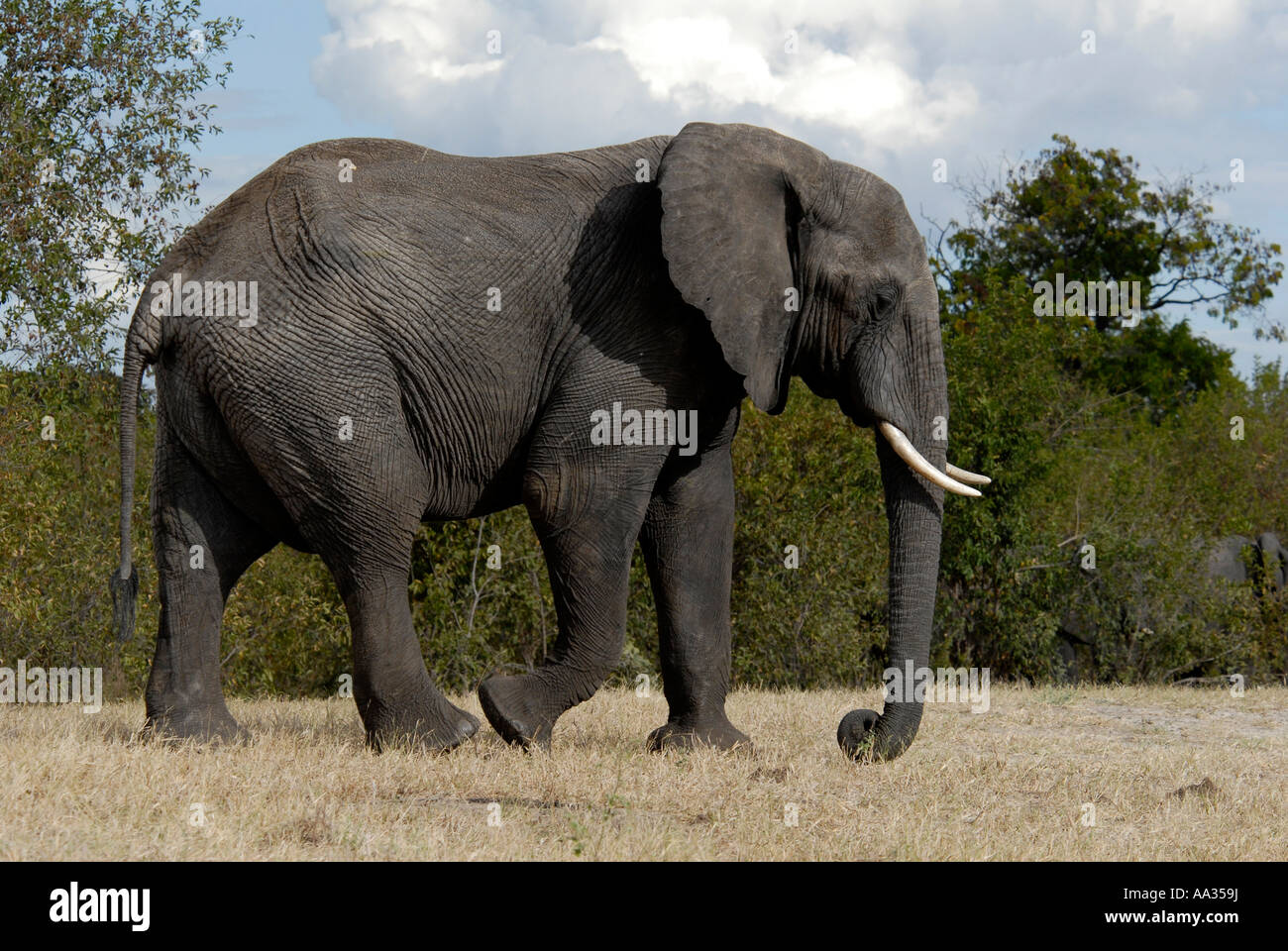 Elephant Chobe National Park Botswana Southern Africa Stock Photo