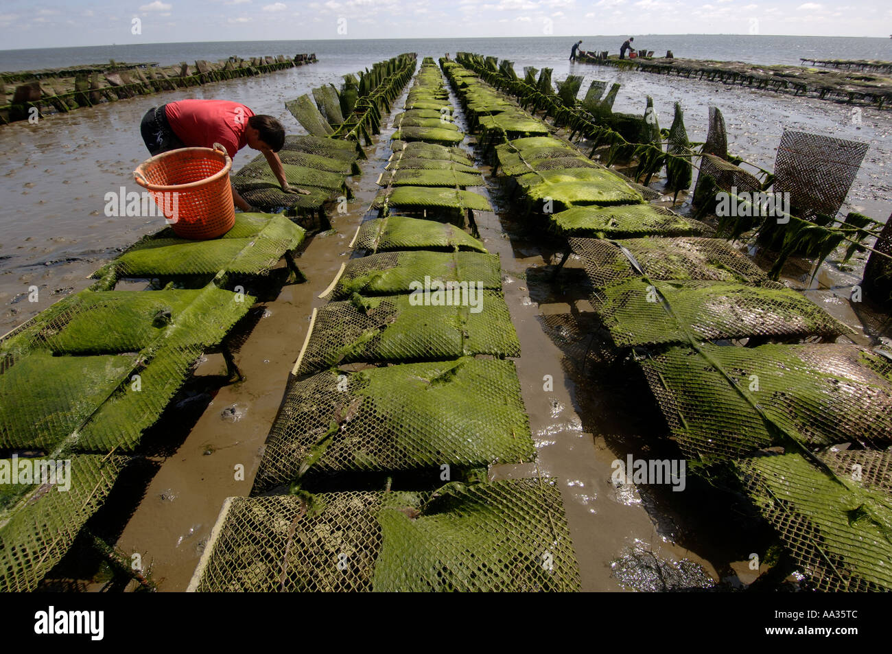 Sylt, List, oyster beds of the Dittmeyer's Austern Compagnie Stock Photo