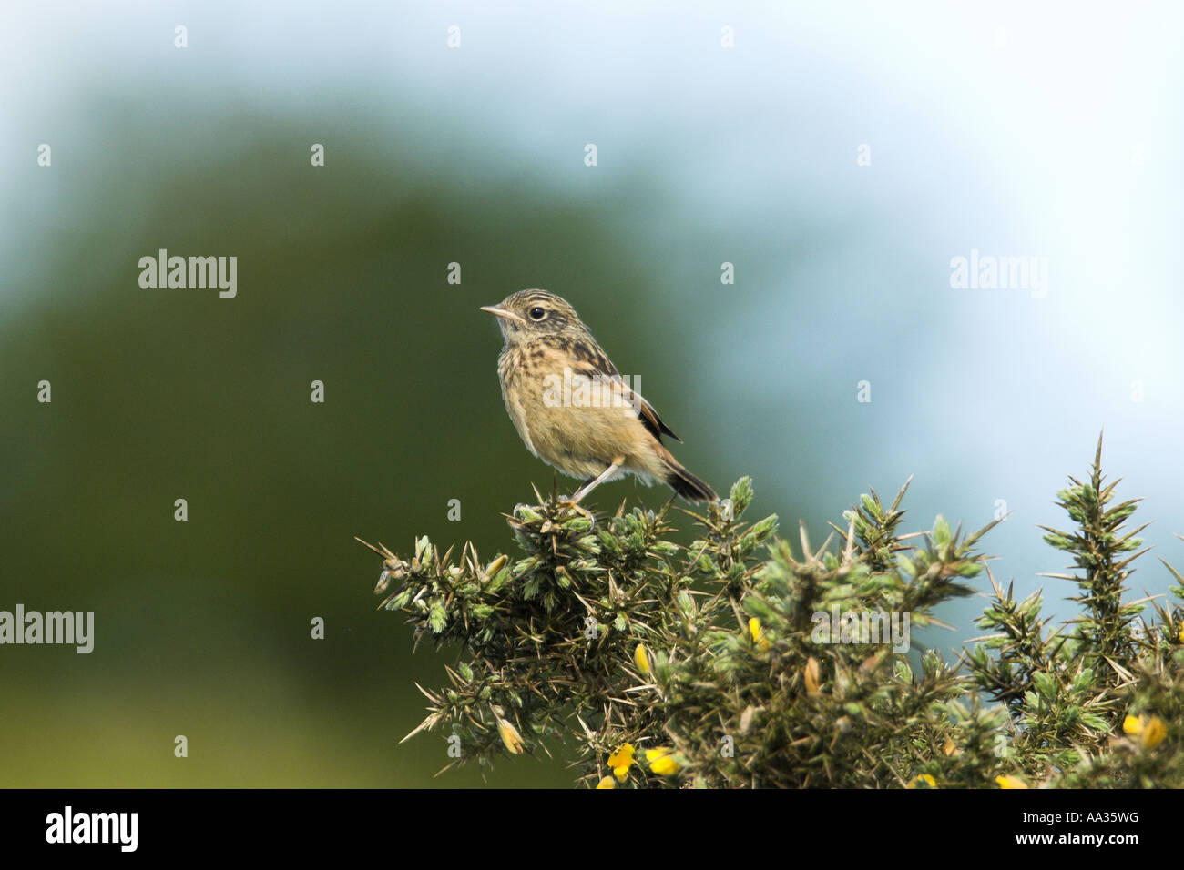 Stonechat saxicola rubetra newly fledged juvenile perched on Gorse bush UK May Stock Photo