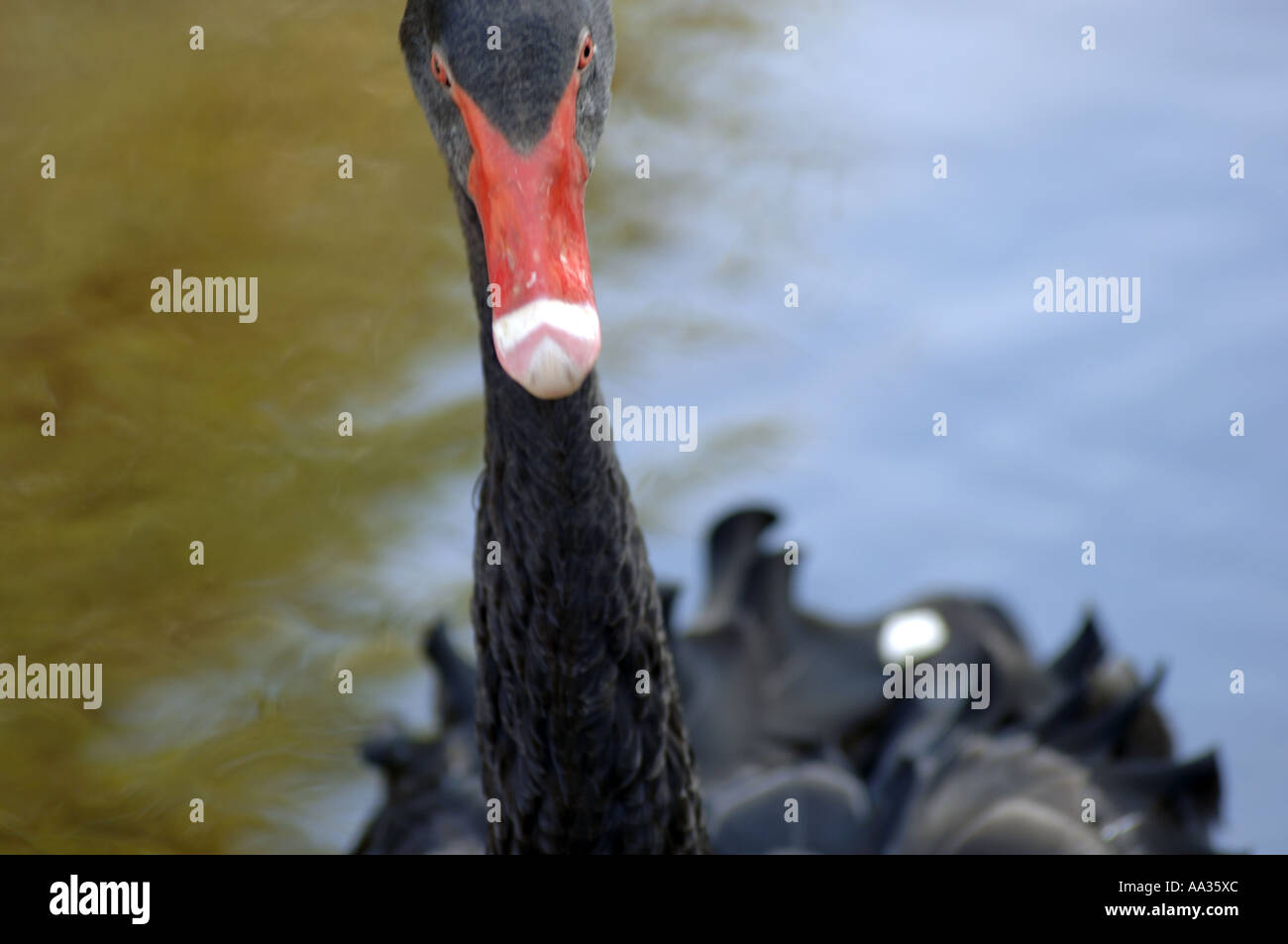 Sylt black swan at the private zoo at Tinnum Stock Photo