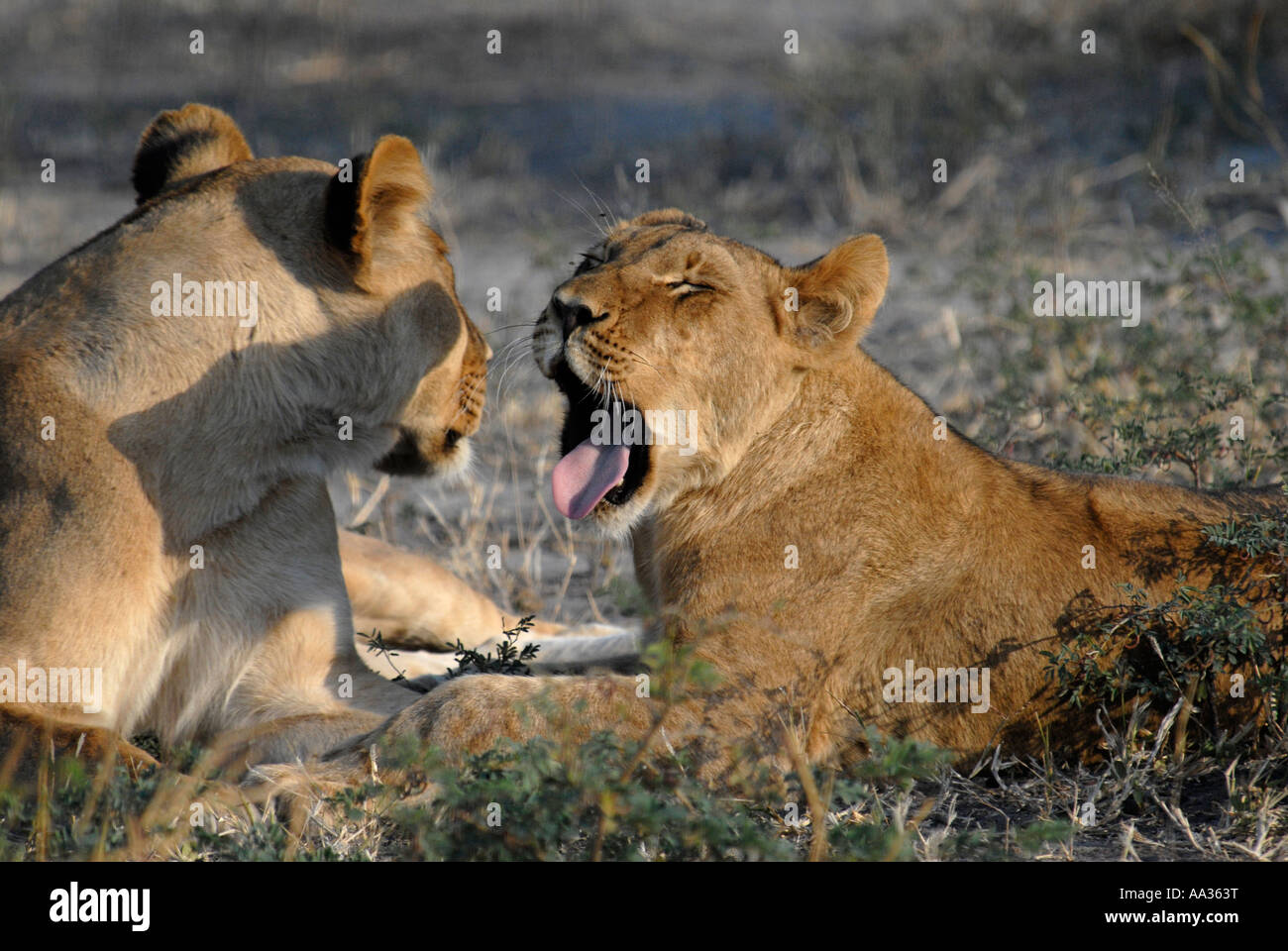 Lioness with young lion yawning Chobe National Park Botswana Southern Africa Stock Photo
