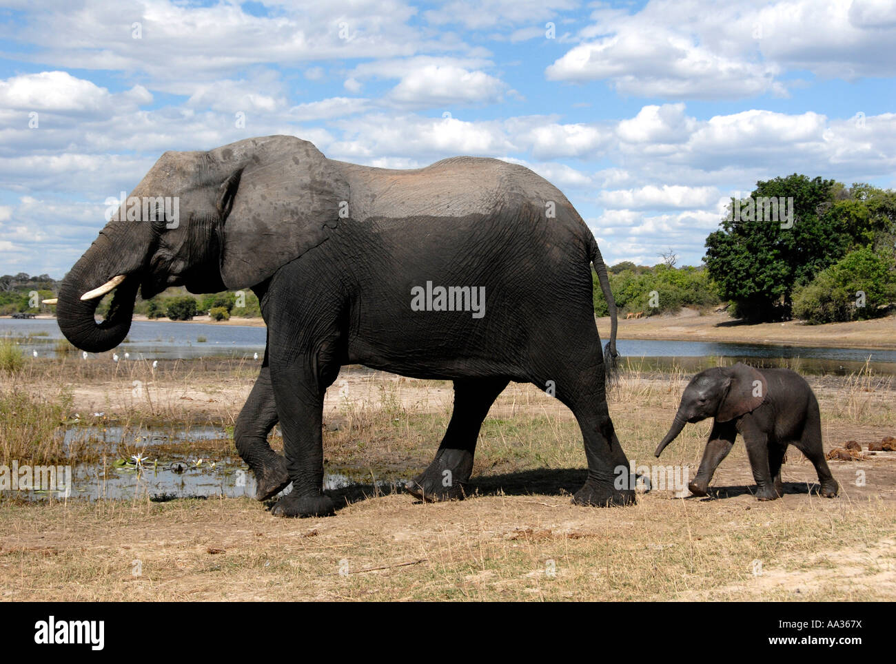 Mother and Baby Elephants Chobe River Chobe National Park Botswana Southern Africa Stock Photo
