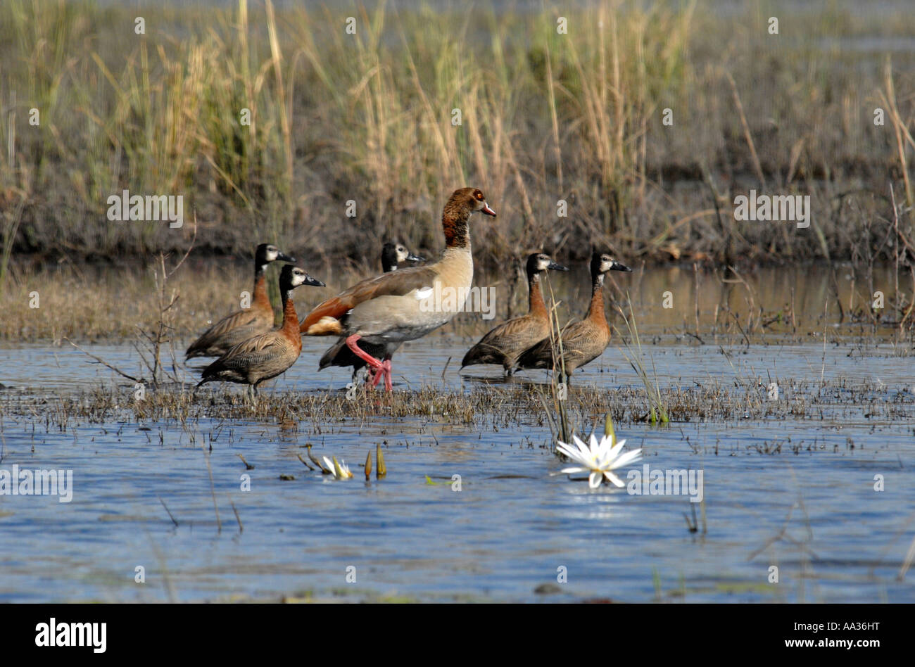 White-faced Ducks and Egyptian Goose Chobe River Botswana Southern Africa Stock Photo