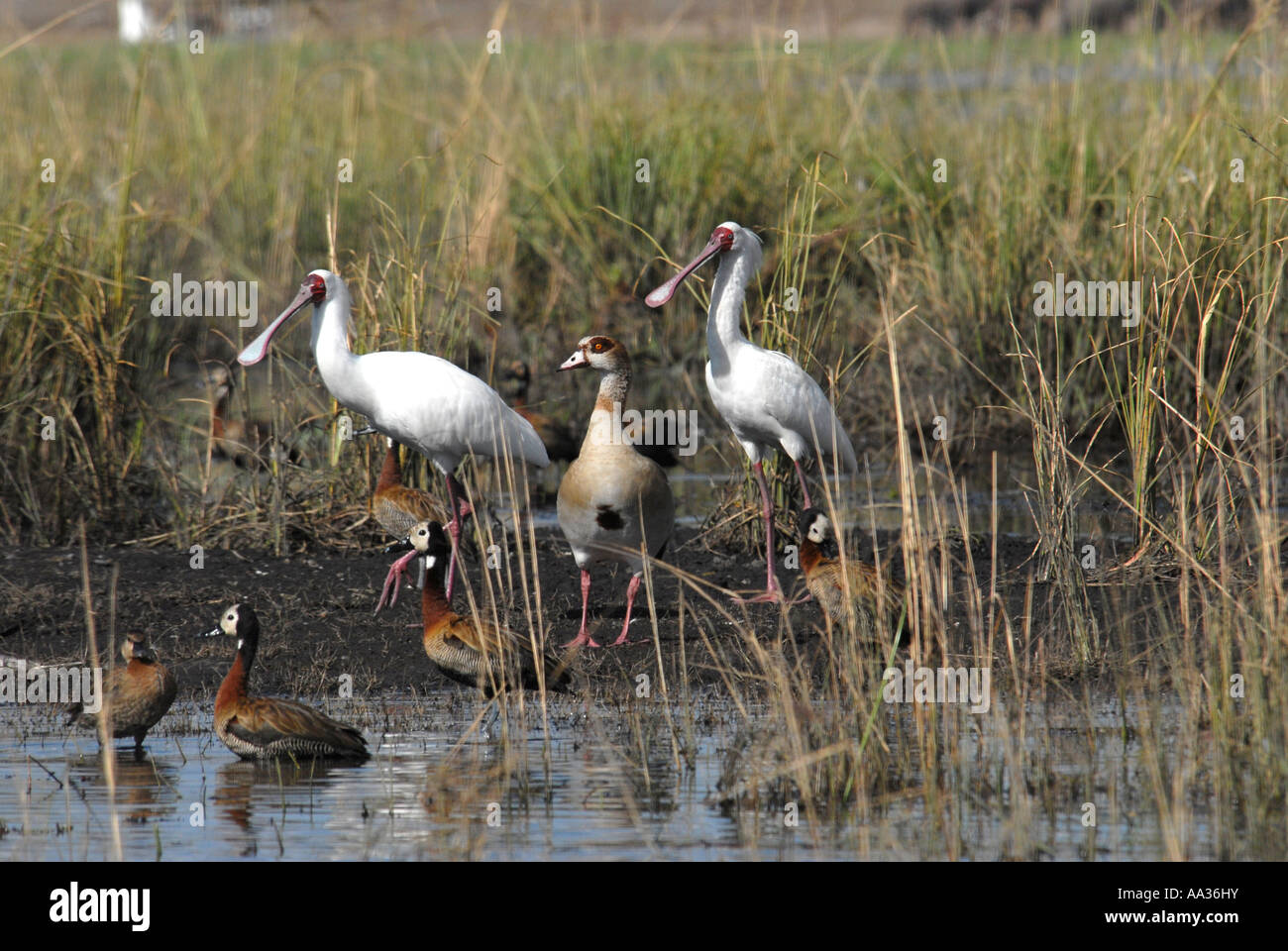 White-faced Ducks  and Egytian Goose and African Spoonbills Chobe River Botswana Southern Africa Stock Photo