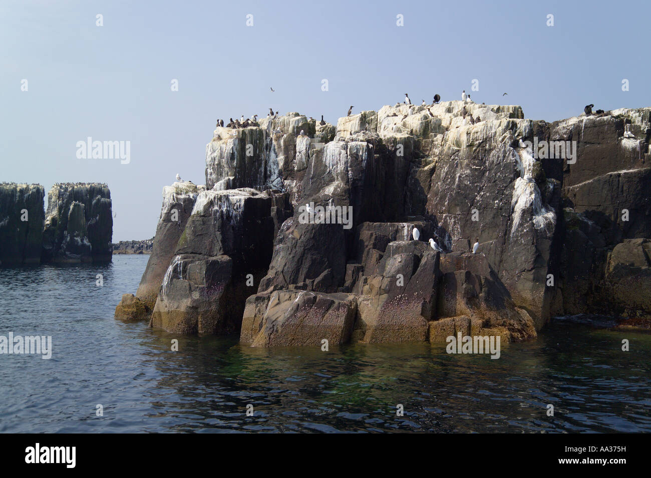 Nesting seabirds on The Pinnacles Staple Island Farne Islands Northumberland England Stock Photo
