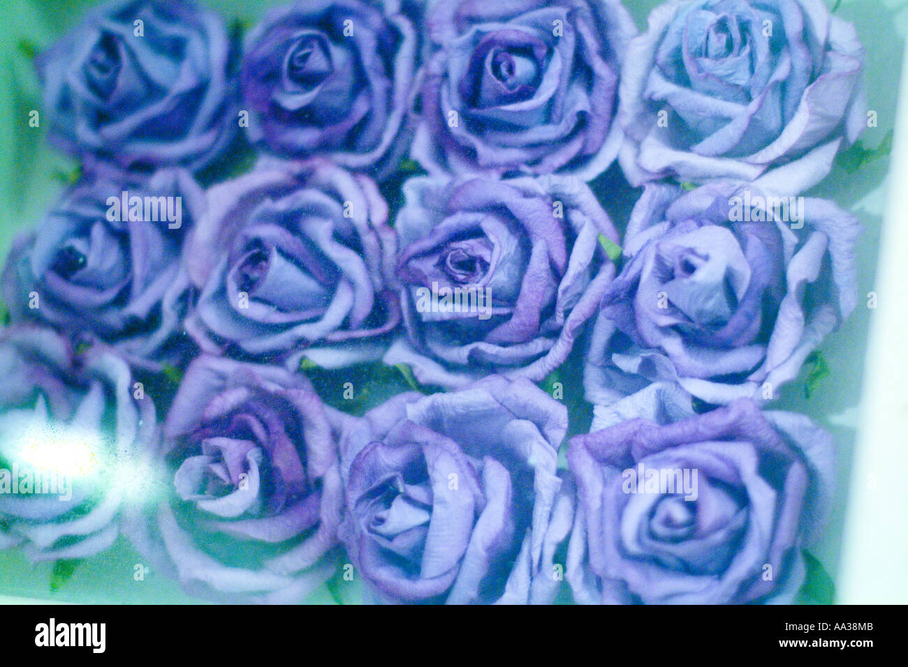 Ethereal dried flowers under glass Stock Photo Alamy