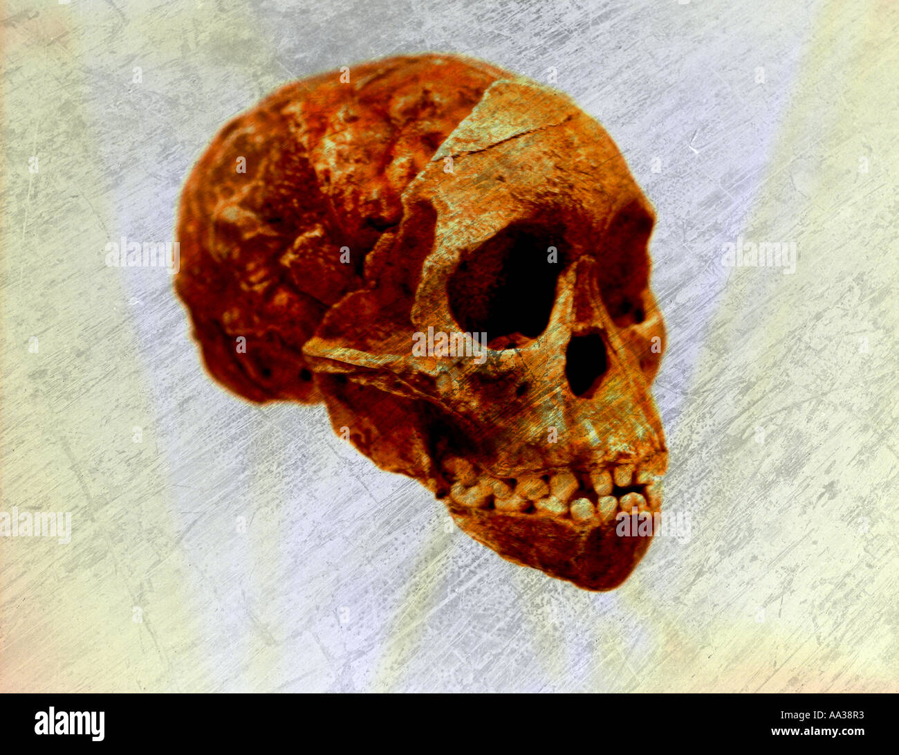 Ancient early man skull illustration Stock Photo