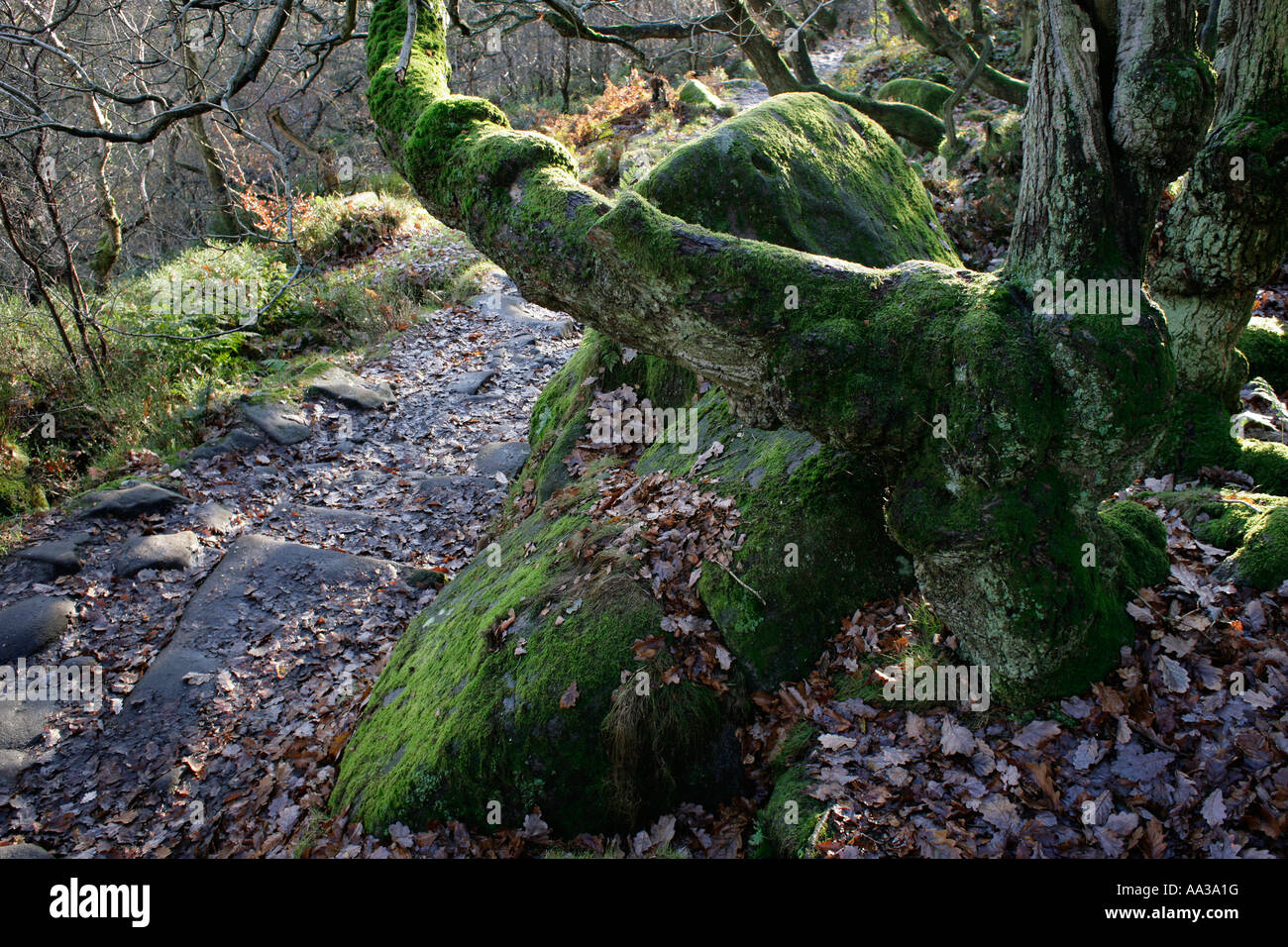 Moss covered trees and rocks in Padley Gorge in the Derbyshire Peak District UK Stock Photo