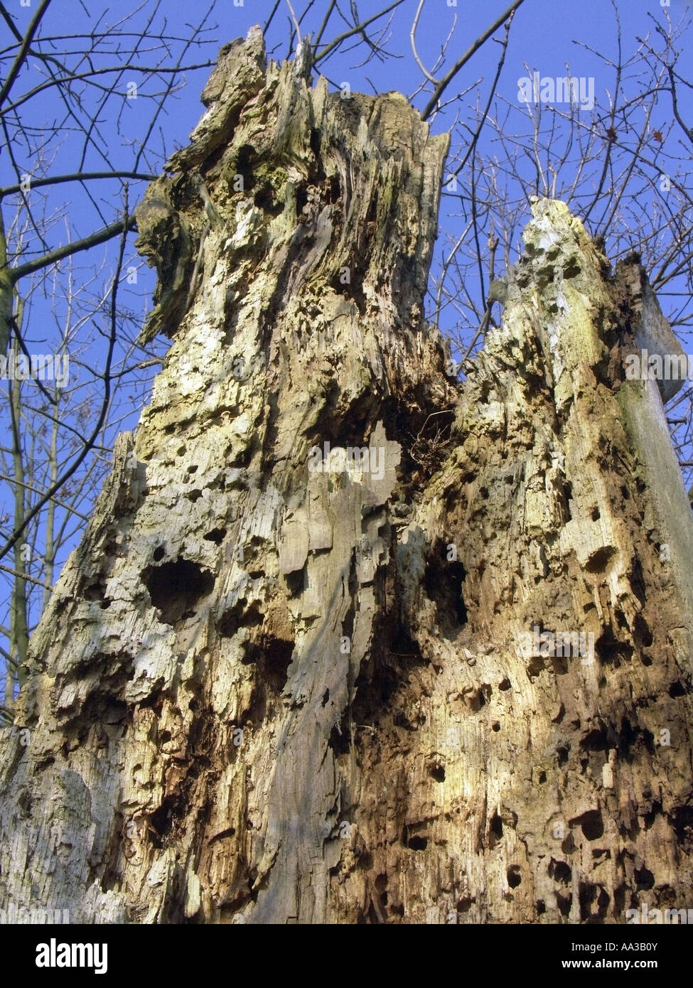 Dead Rotting Tree Stock Photo