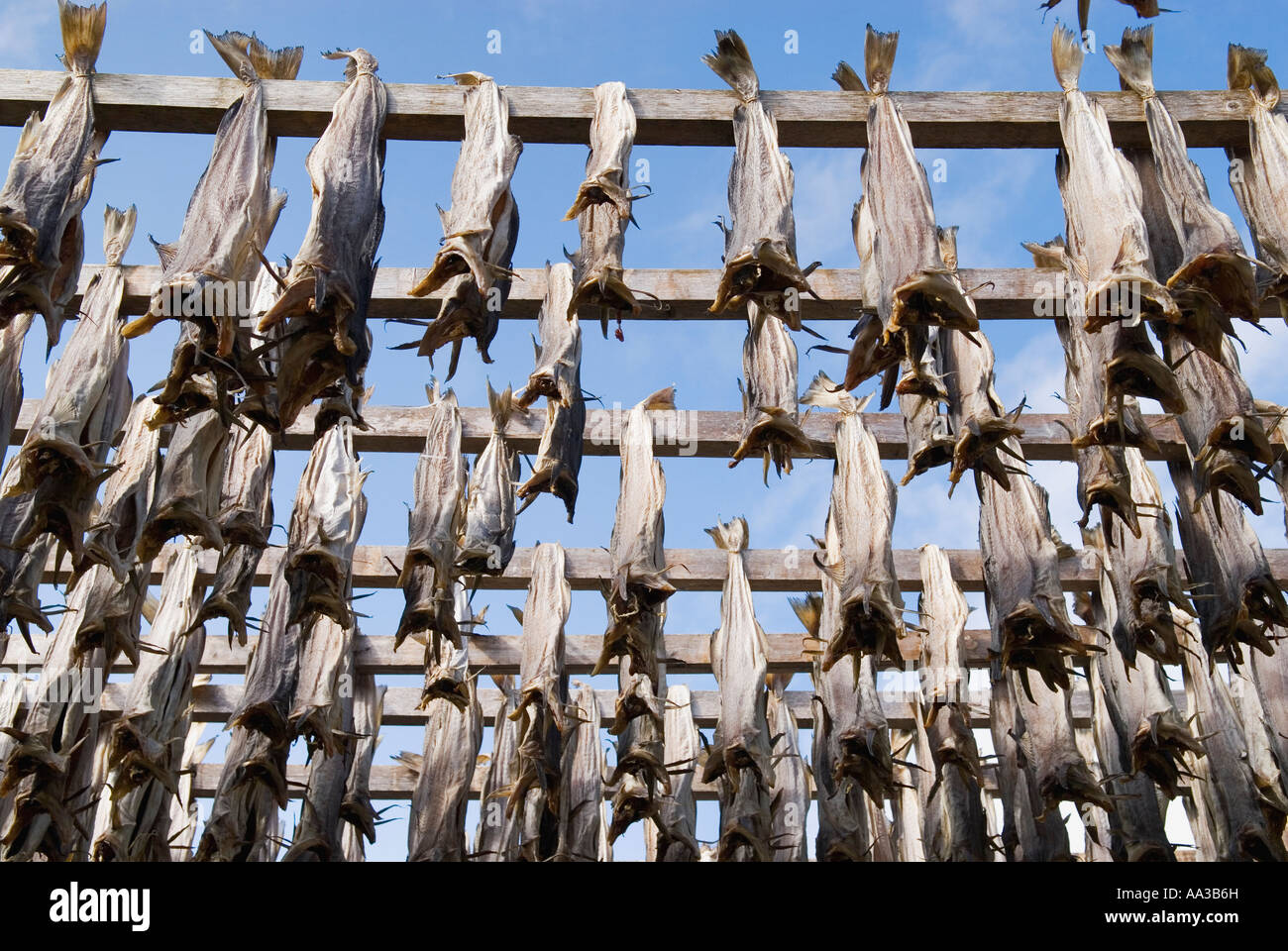 Cod Stockfish on wood drying racks Henningsvaer Lofoten Norway Stock Photo Alamy