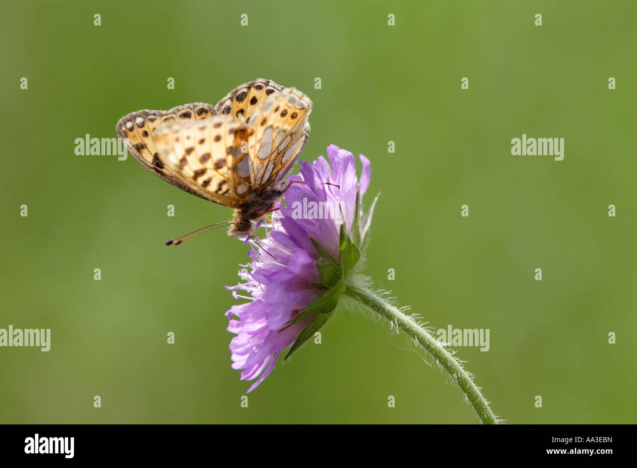 Queen of Spain Fritillary (Issoria lathonia), side view Stock Photo