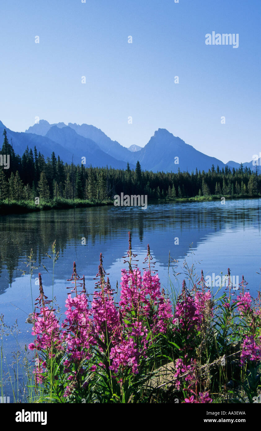 Fireweed the Opal Range and Spillway Lake, Kananaskis, Canadian Rockies