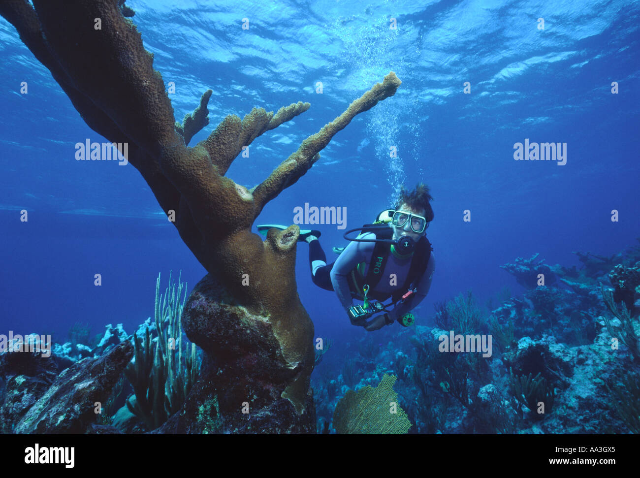 Woman scuba diving near Elkhorn Coral (Acropora palmata) in Caribbean Sea off Grand Cayman Island, Cayman Islands, BWI Stock Photo