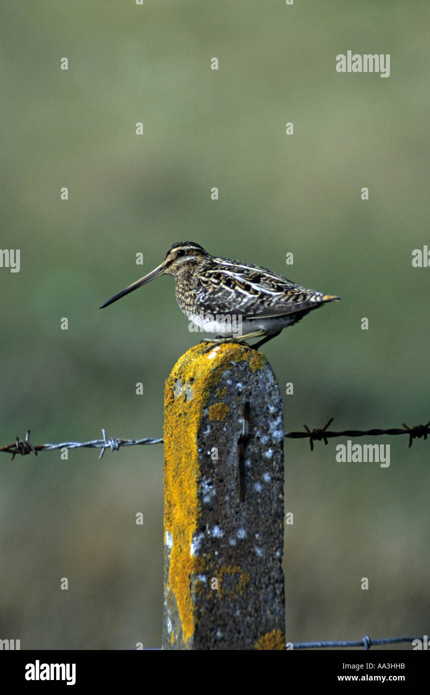 Snipe s hi-res stock photography and images - Alamy