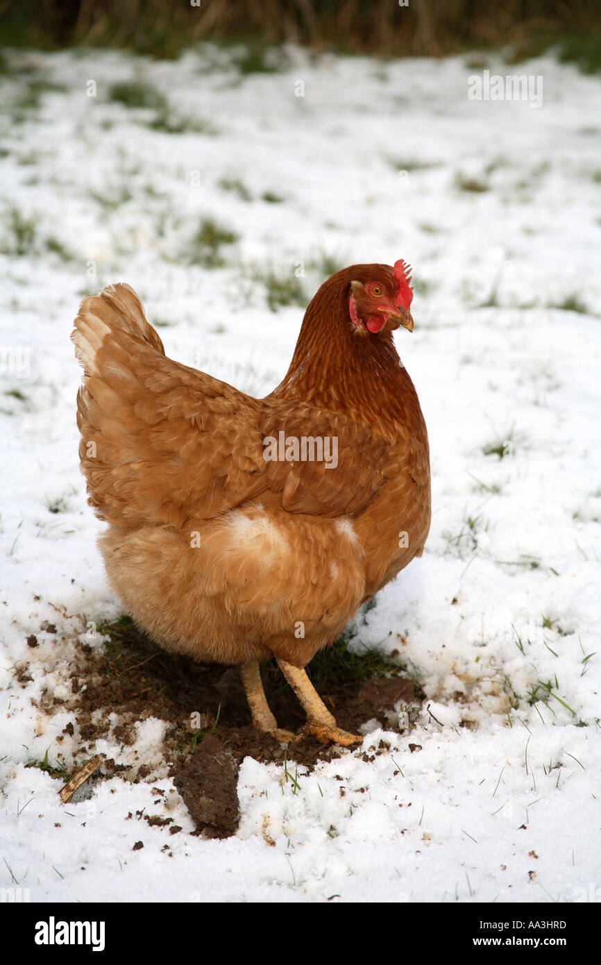 Chicken in snow winter Cornwall Stock Photo