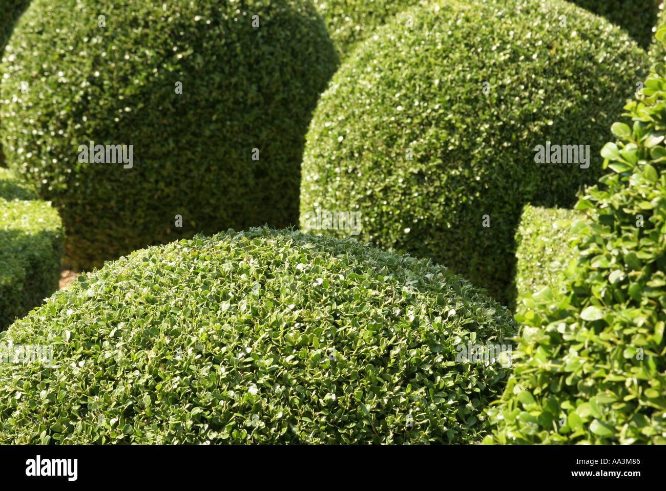 A Box Hedge in various shapes Stock Photo Alamy