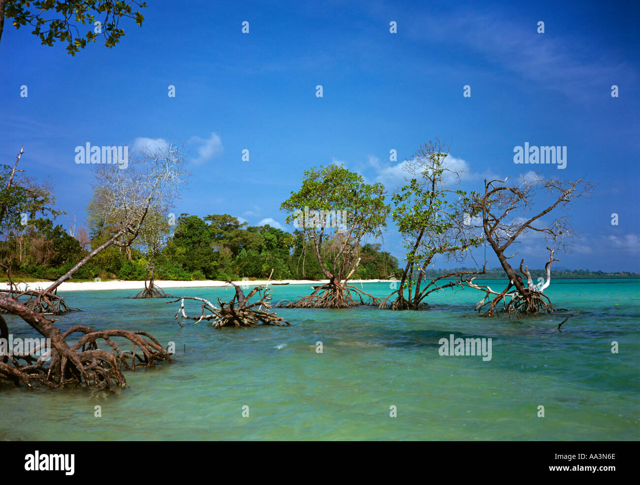 India Andaman Islands Havelock Island Mangroves On East Coast Stock india-andaman-islands-havelock-island-mangroves-on-east-coast-stock