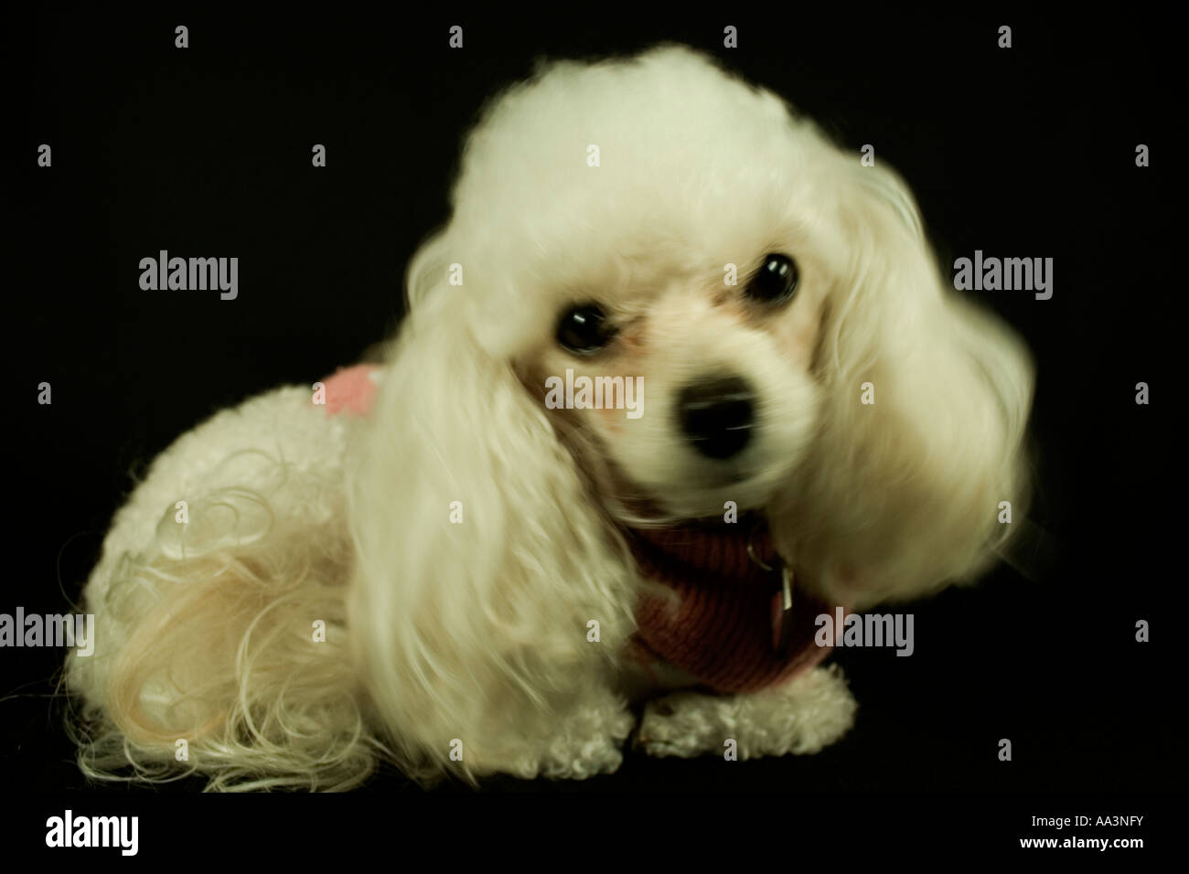 Toy Poodle in Sweater, Seattle Washington USA Stock Photo Alamy