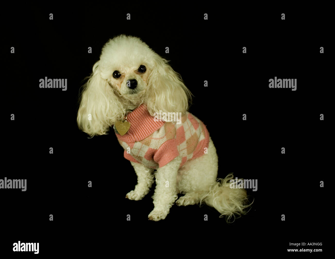 toy poodle sweaters
