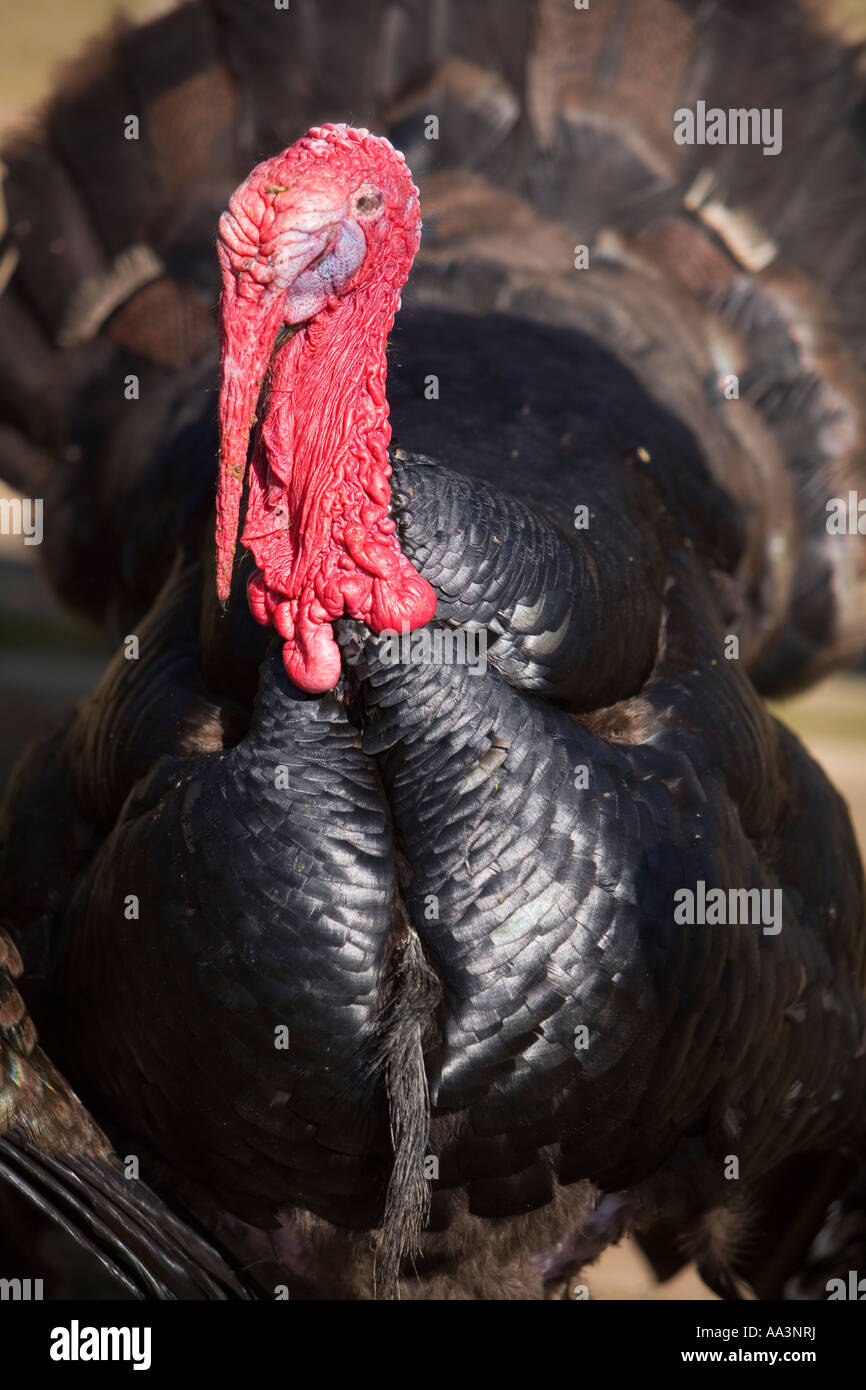 Close up male turkey bright red wattle Stock Photo Alamy