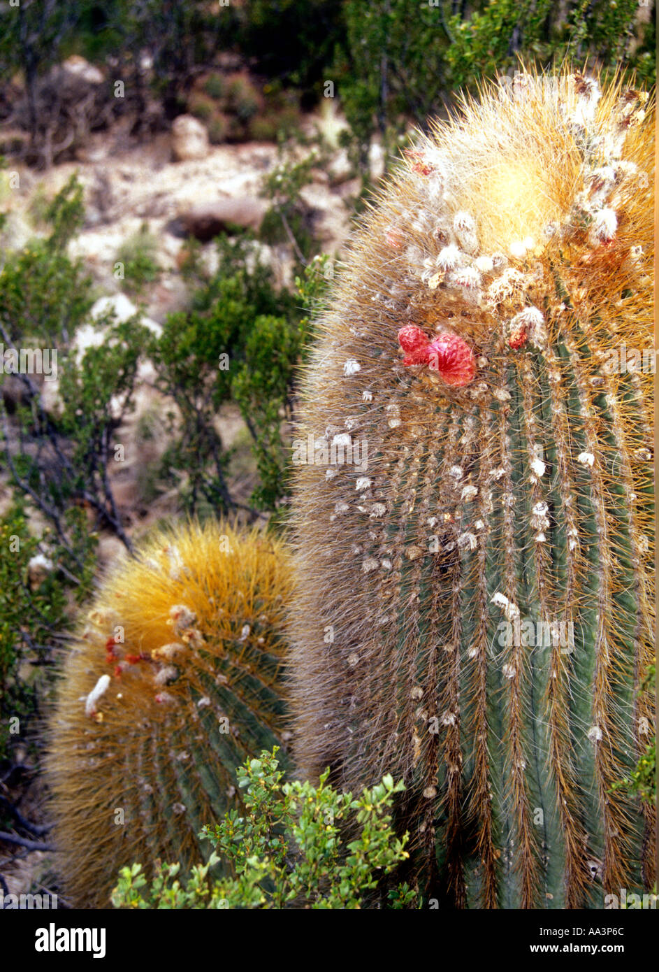 Denmoza rodacantha cacti in Mendoza Puna in Western Argentina Stock Photo