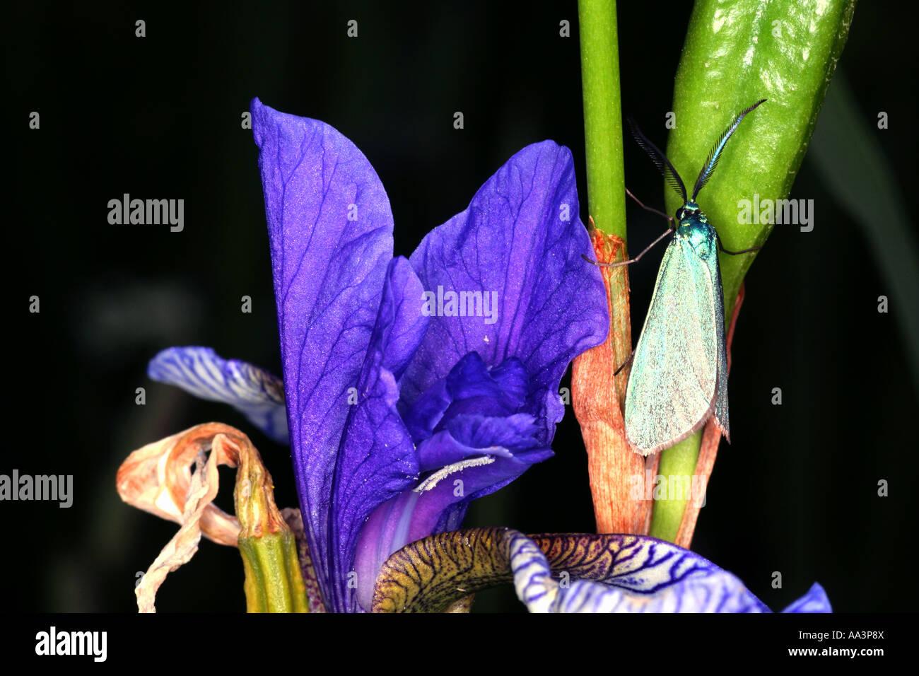 Common Forester procris statices butterfly on Iris sibirica Bavaria Germany Europe Stock Photo