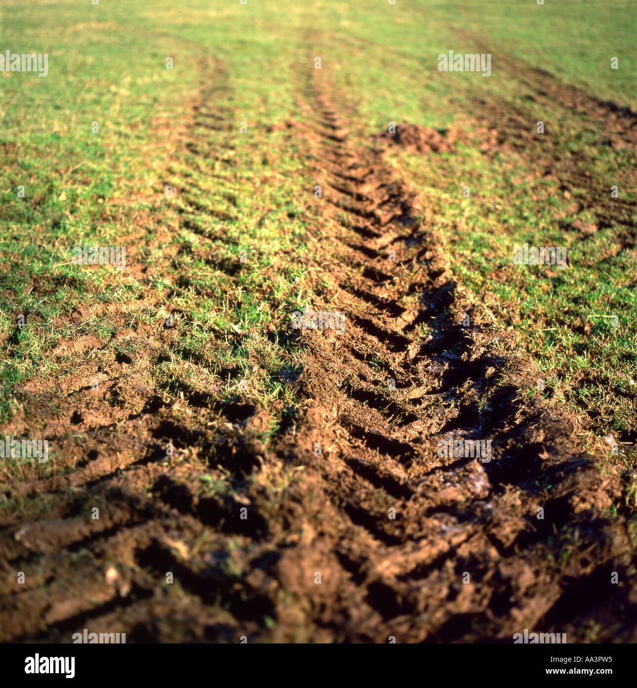 Low angle view of tyre tracks marks on a green grass field on a farm in rural Wales UK  KATHY DEWITT Stock Photo