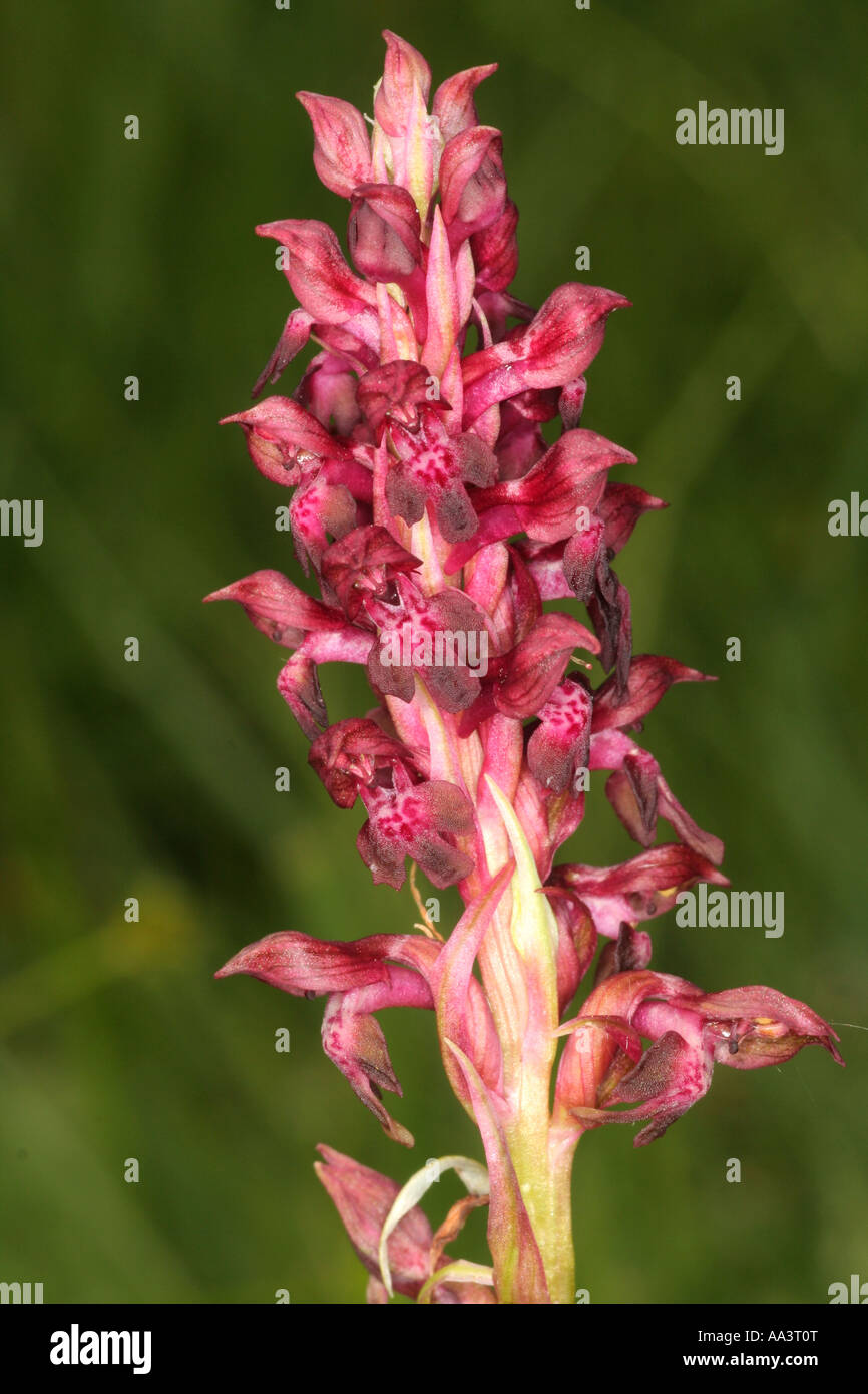Bug Orchid orchis coriophora L or Fragrant Orchid Bavaria Germany Europe Stock Photo