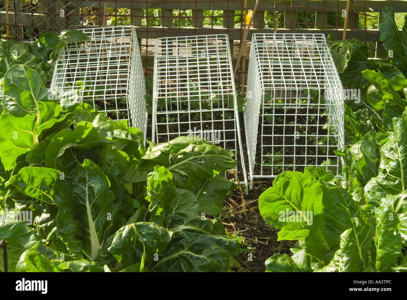 Discarded wire mesh drawers used to protect seedlings from birds Stock