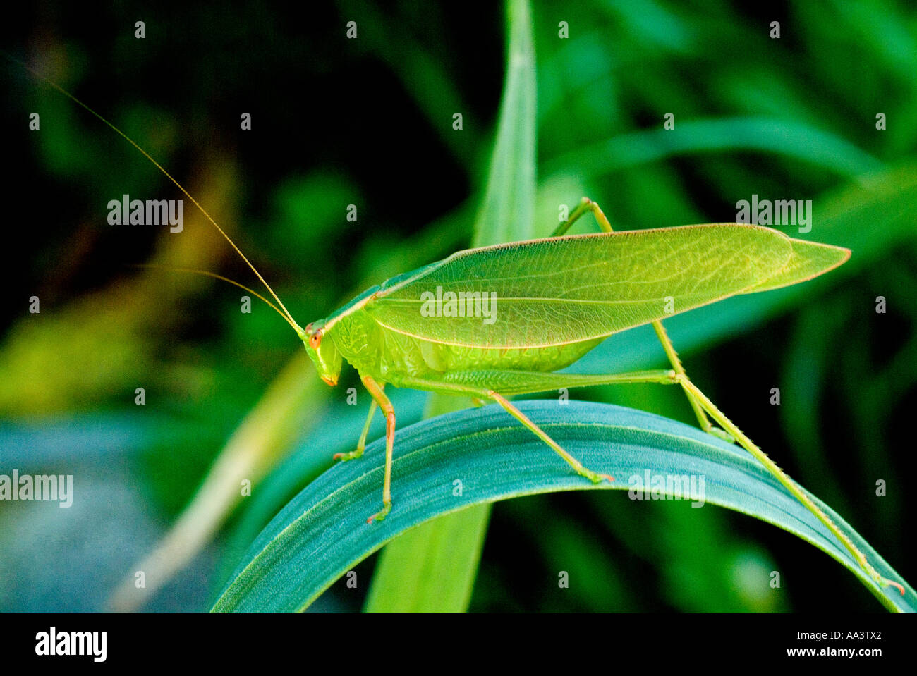 Stock photo of Australian Common Garden Katydid also known as Inland Katydid Caedicia Simplex Stock Photo