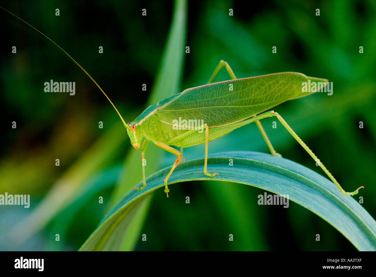 Stock photo of Australian Common Garden Katydid also known as Inland Katydid Caedicia Simplex Stock Photo