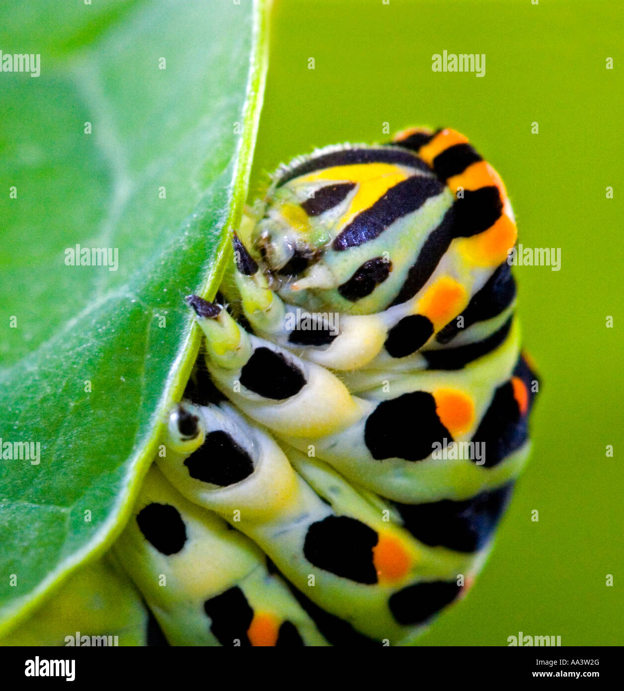 Black Swallowtail Larva Stock Photo Alamy