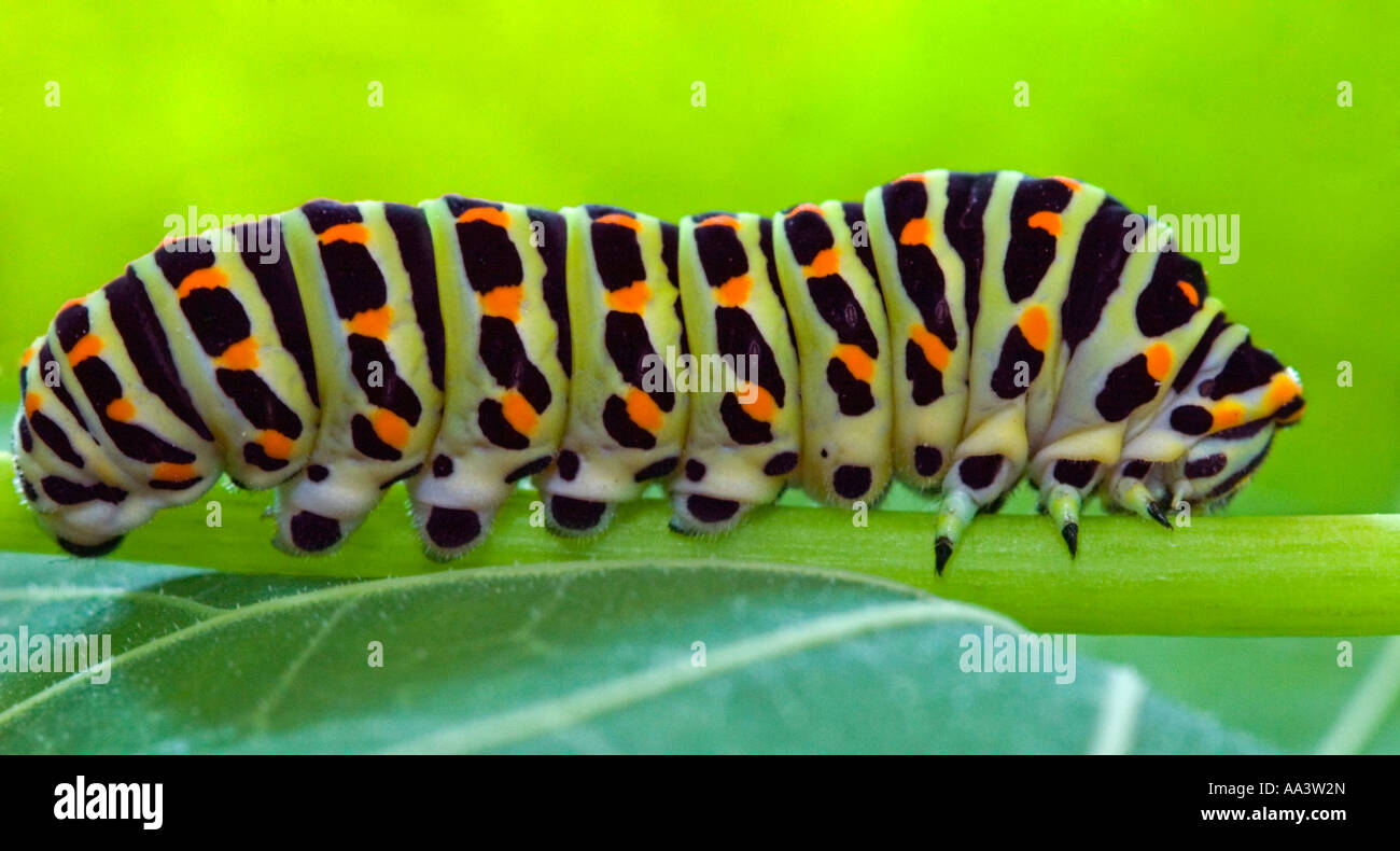 Black Swallowtail Larva Stock Photo Alamy