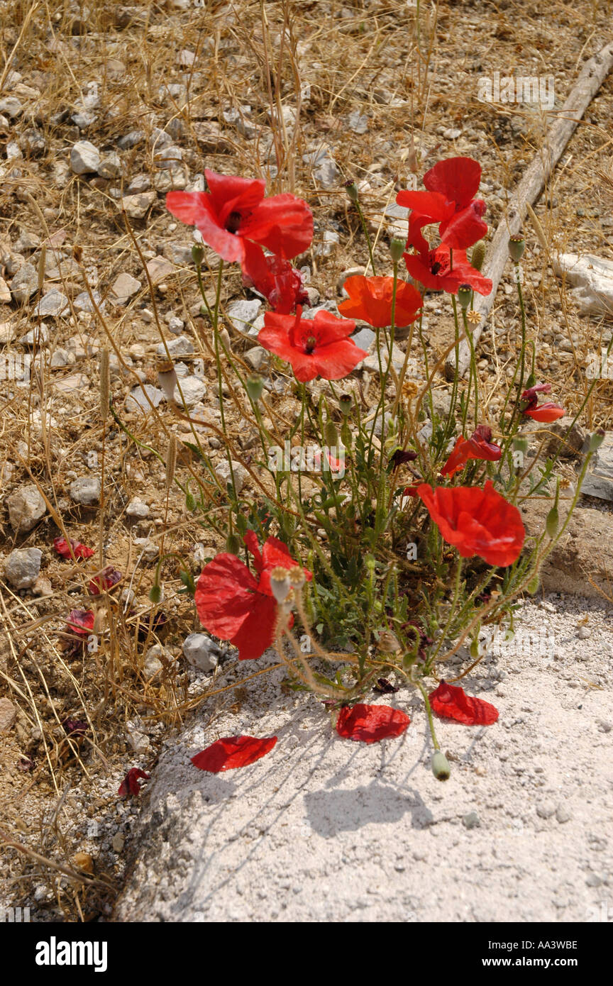 Poppies in sandy soil hi-res stock photography and images - Alamy