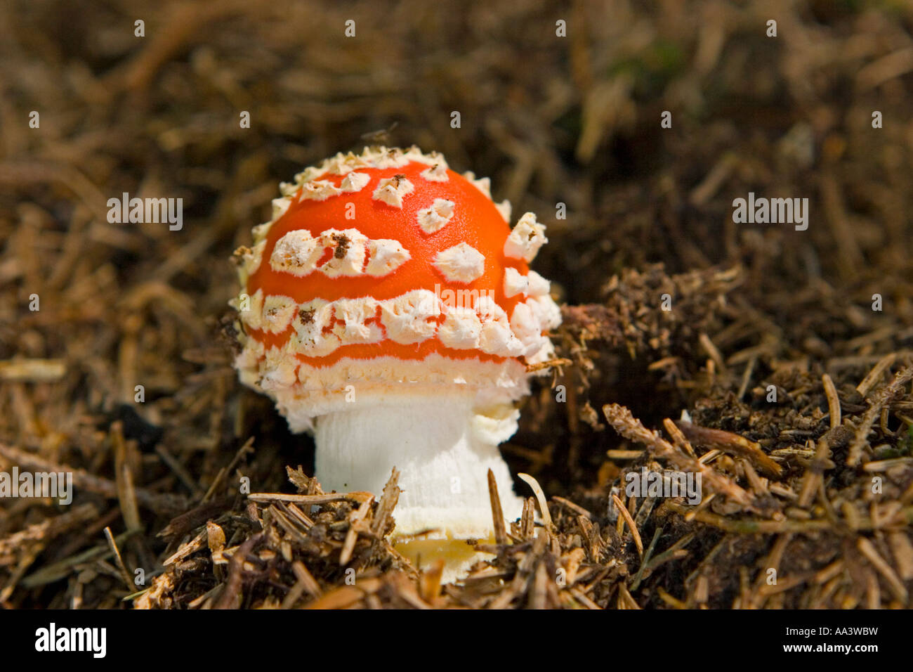 A Small Fly Agaric ( Amanita muscaria ) Stock Photo