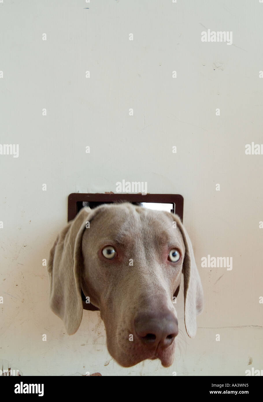 A Weimaraner dog with his head through the cat flap in a door Stock