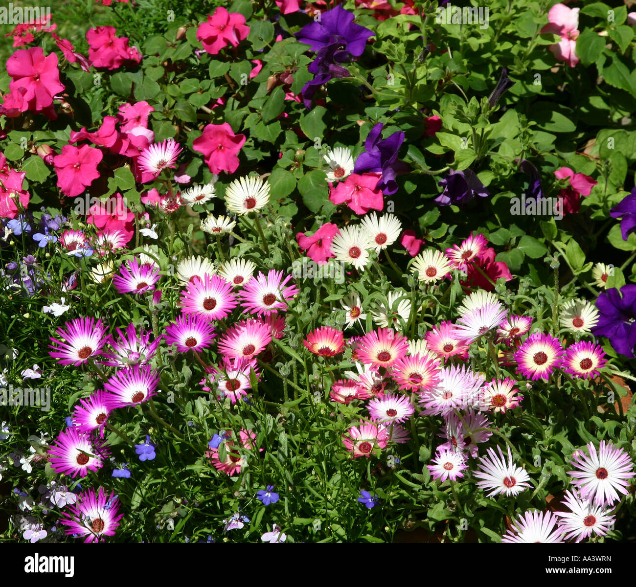 Mixed colors of impatiens flowers hires stock photography and images