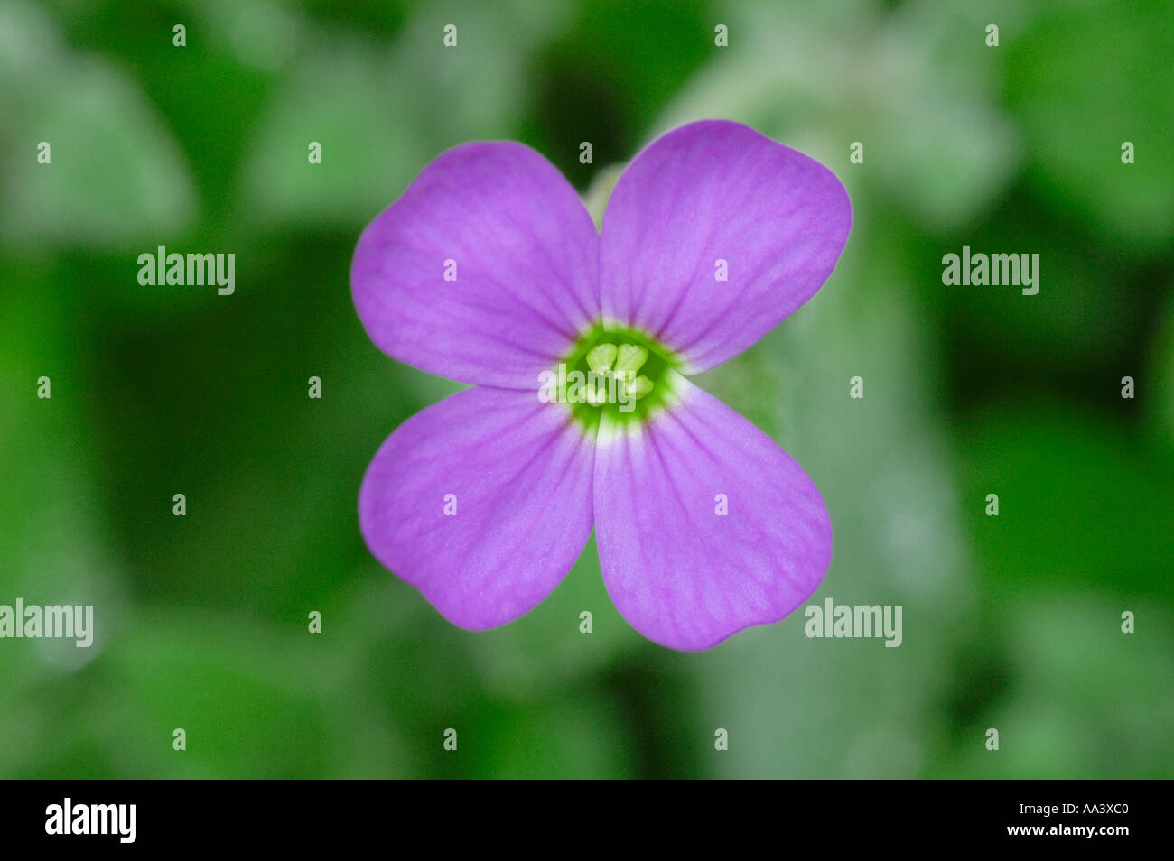 AUBRIETA Stock Photo