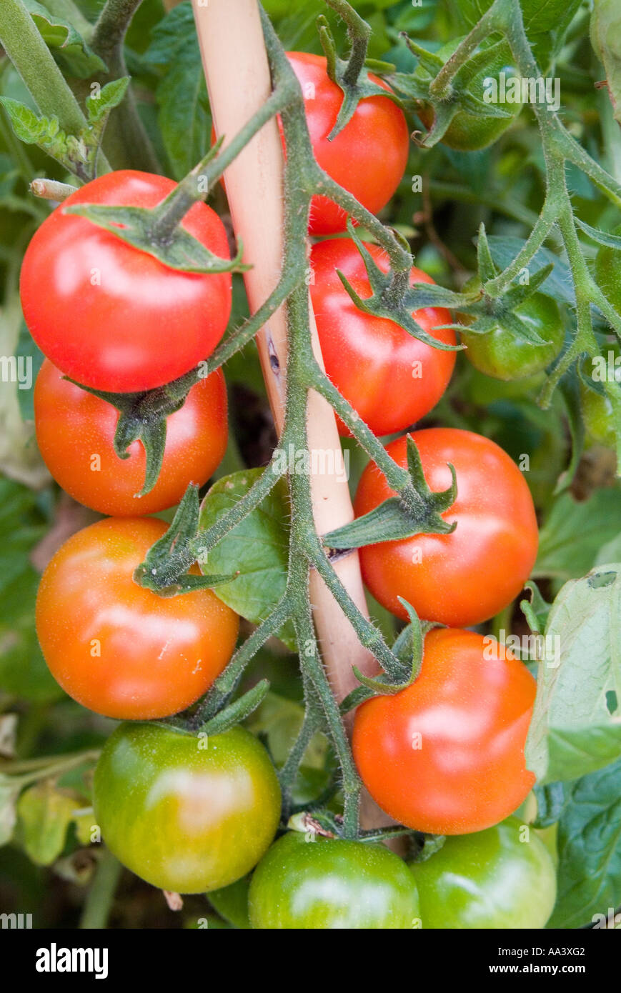 A ripening truss of Sweet Bite tomatoes Stock Photo