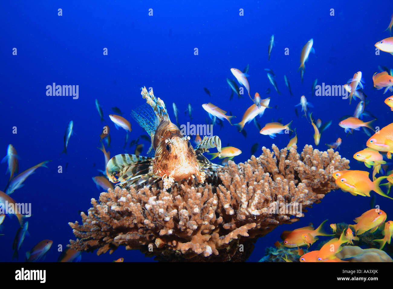 Common lionfish Pterois miles Stock Photo