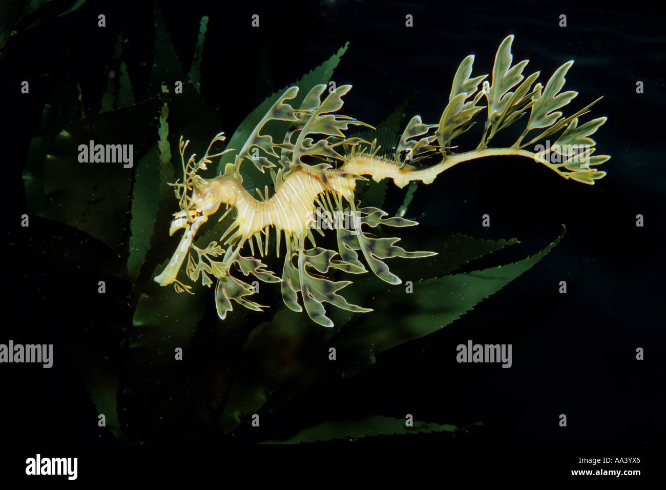 Leafy sea dragon Phyllopteryx eques matches its surroundings with fins that look like clumps of algae Australia c Stock Photo
