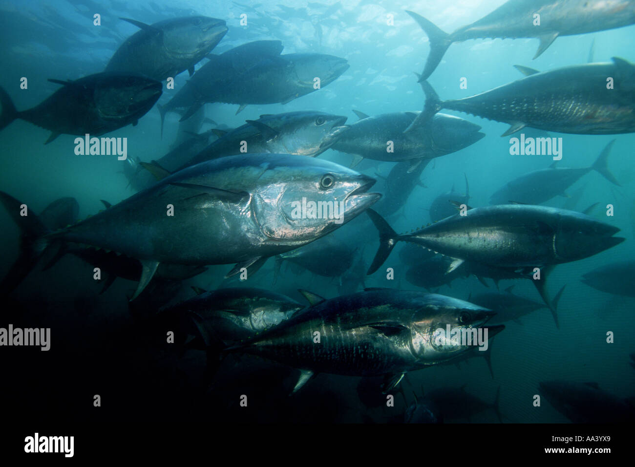 Northern Bluefin tuna Thunnus thynnus Stock Photo