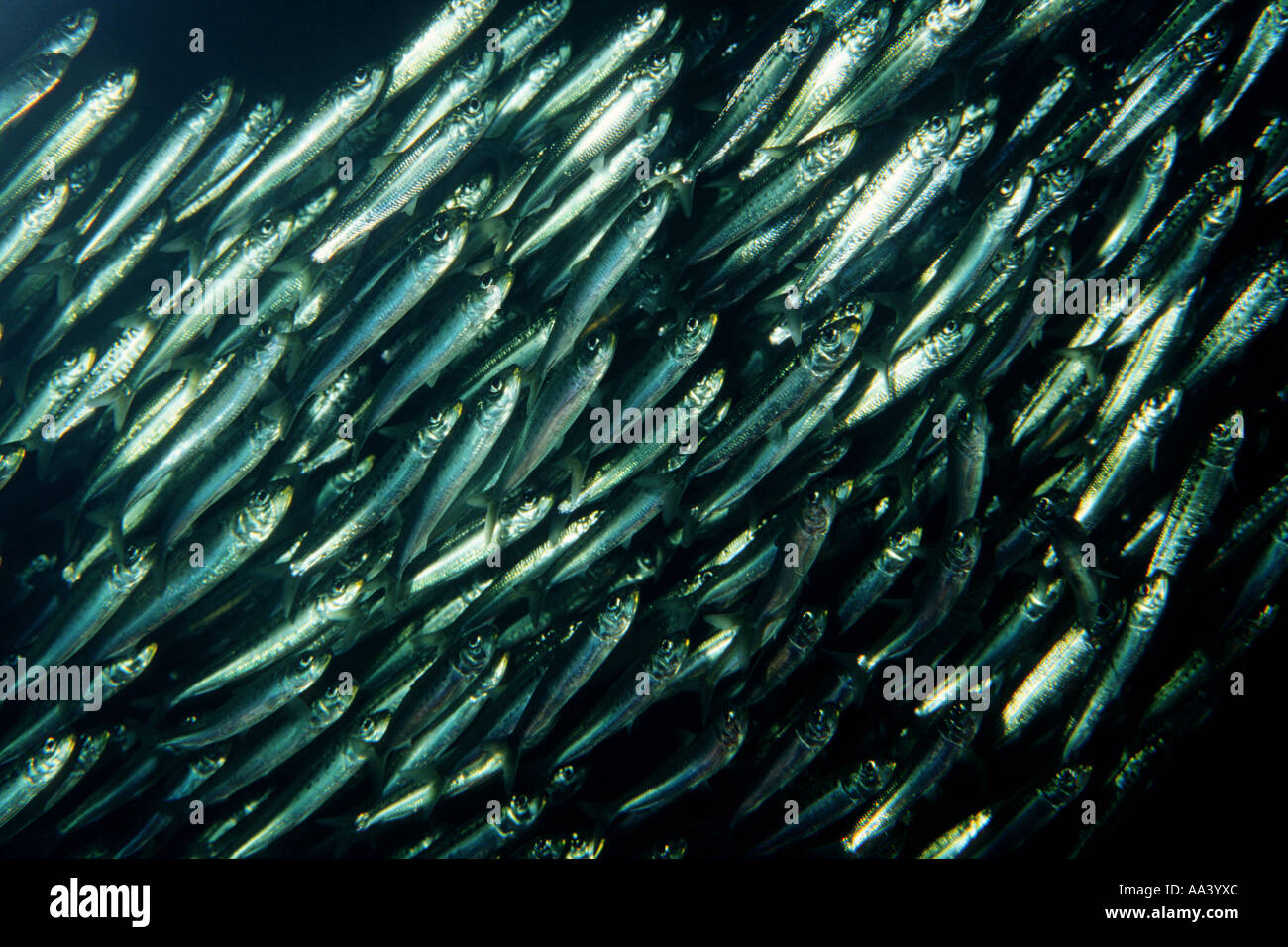 Pacific sardine Sardinops sagax Stock Photo Alamy