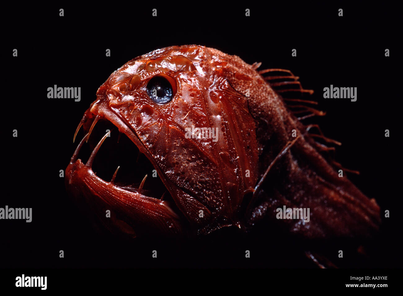 Fangtooth Anoplogaster cornuta is a deep ocean predator Stock Photo